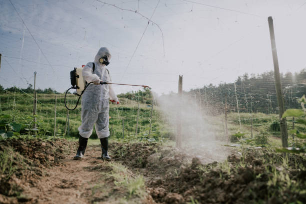 Wasp Removal Services in Fairview, MT