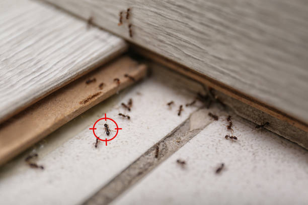 Best Pest Inspection Near Me  in Fairview, MT